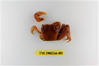 藏品(帝王仿相手蟹)的圖片